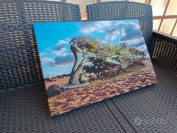 Foto originale Ginepro Sardegna