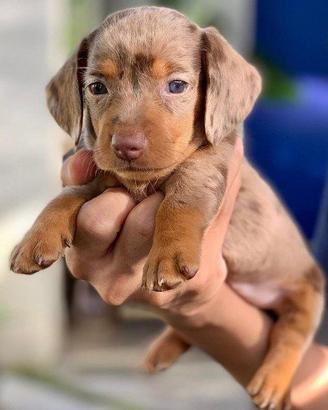 BASSOTTO NANO TEDESCO MERLE cuccioli-bassotti nani