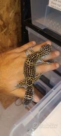 Geco leopardino
