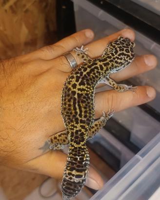 Geco leopardino