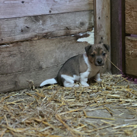 Cucciola di Jack Russel