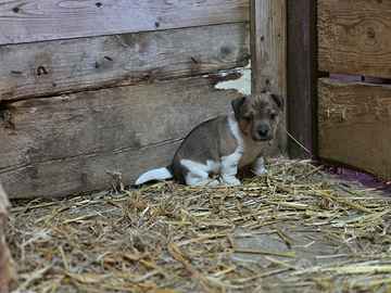 Cucciola di Jack Russel