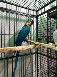 Ara ed altri pappagalli