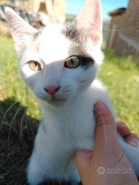 Gattina