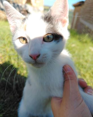 Gattina