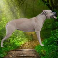 Pitbull femmina pedigree