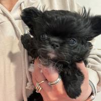 Chihuahua cucciolo femmina