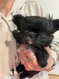 Chihuahua cucciolo femmina