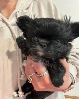 Chihuahua cucciolo femmina