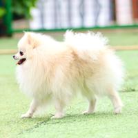 Spitz di pomerania