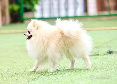 Spitz di pomerania