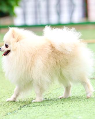 Spitz di pomerania