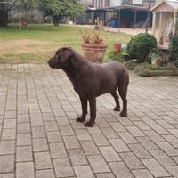 Labrador chocolate per accoppiamento. Monta