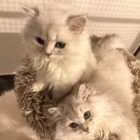 ? Cuccioli British long haier ? coccoloni