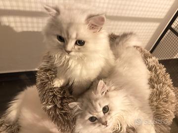 ? Cuccioli British long haier ? coccoloni