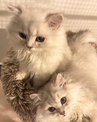 Cuccioli British long hair pronti per coccole