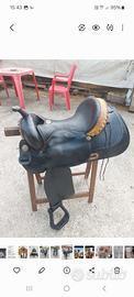 Quarter horse 