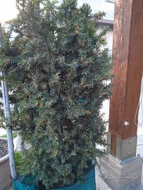 Pianta di Tasso