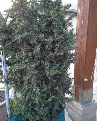Pianta di Tasso