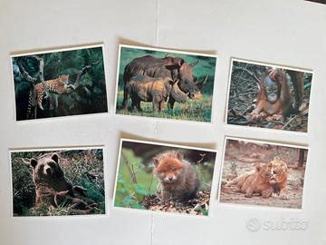 6 cartoline WWF animali