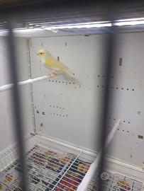 Canarino maschio ala gialla