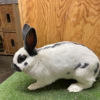 Conigli di razza