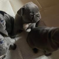 Cuccioli di bulldog francese, blu