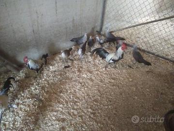 Colombi pavoni galline