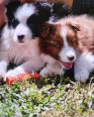 Cuccioli border collie super