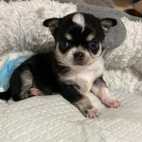 Chihuahua