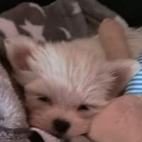 Cuccioli maltese