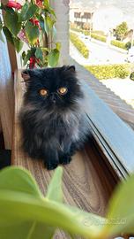 Gattina persina per accoppiamento