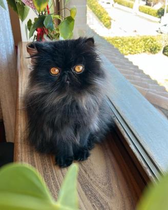 Gattina persina per accoppiamento