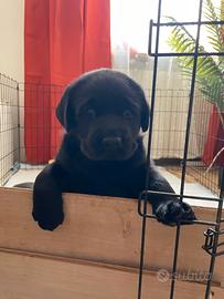 Labrador retriever