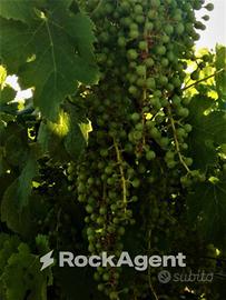 VIGNETO PRODUTTIVO - 9.200 MQ