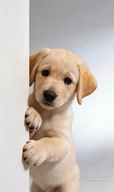 Cucciolo di labrador maschio