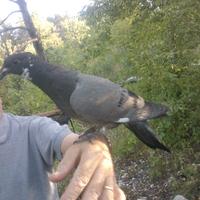 Incrocio selezionato tra puro ternano e codone