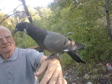 Incrocio selezionato tra puro ternano e codone