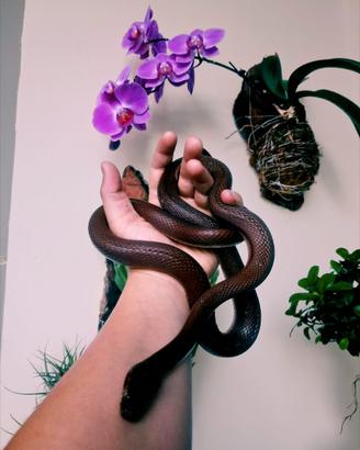 Boedon Fuliginosus Baby