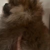 Meravigliosa cucciola di Spitz tedesco nano