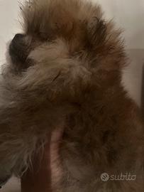 Meravigliosa cucciola di Spitz tedesco nano