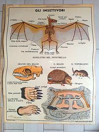 Cartina Tavola Didattica Donati Milano Pipistrello