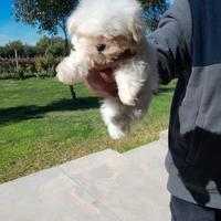 Maltese coreano