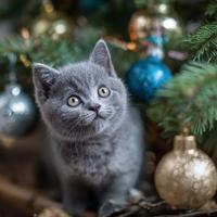 British Shorthair nato il 27.09.2025
