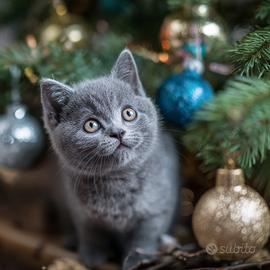 British Shorthair nato il 27.09.2025