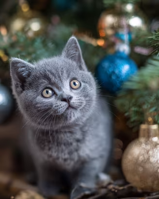 British Shorthair nato il 27.09.2025