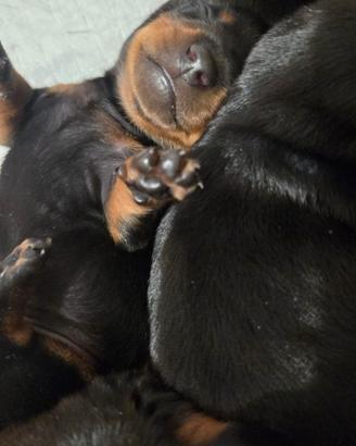 Cuccioli di bassotto