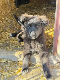 Olivia cucciola taglia grande