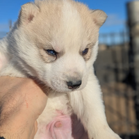 Cuccioli di siberian husky