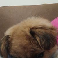 Cane cucciolo piccola taglia